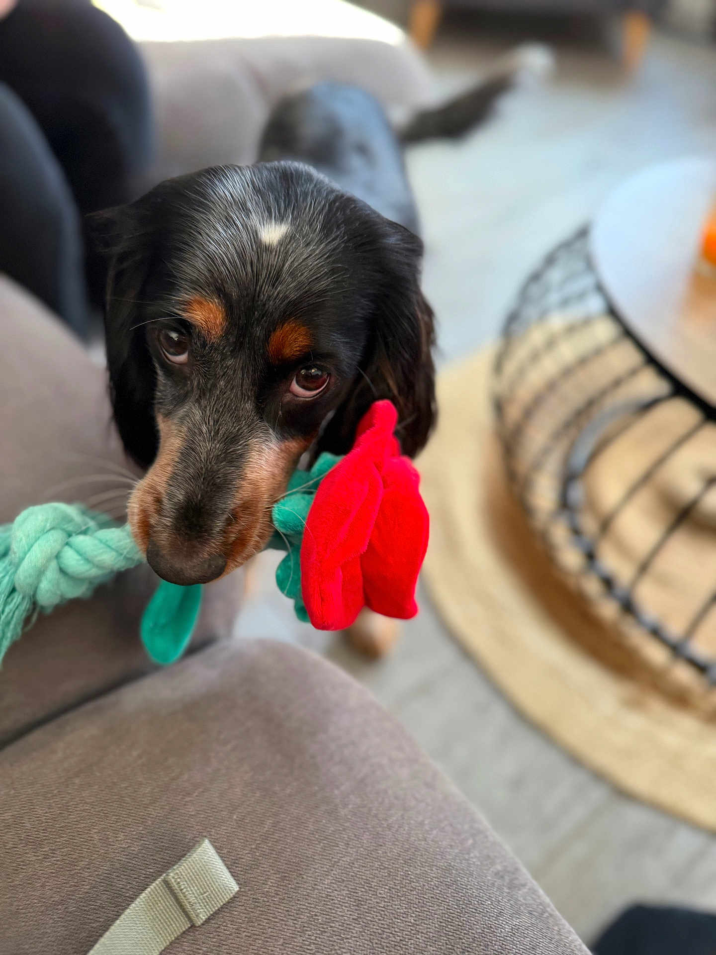Alba participe au concours pour gagner de l'argent avec cette photo : dog, puppy, toy, flower, rope_toy, couch, living_room, close_up, brown_eyes, snout, black_fur, tan_markings, fur, portrait, pet, indoor, coffee_table, rug, basket, cute
