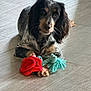dog, pet, toy, rope_toy, red_flower_toy, paw, eyes, fur, long_ears, black_and_tan, speckled, looking_at_camera, indoor, tile_floor, relaxed, portrait, close_up, whiskers, playful, single_animal