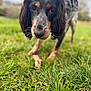 dog, canine, pet, close_up, grass, outdoors, bokeh, portrait, snout, whiskers, ears, paws, nose, curious, blurred_background, field, wet_nose, black_and_tan, fur, nature