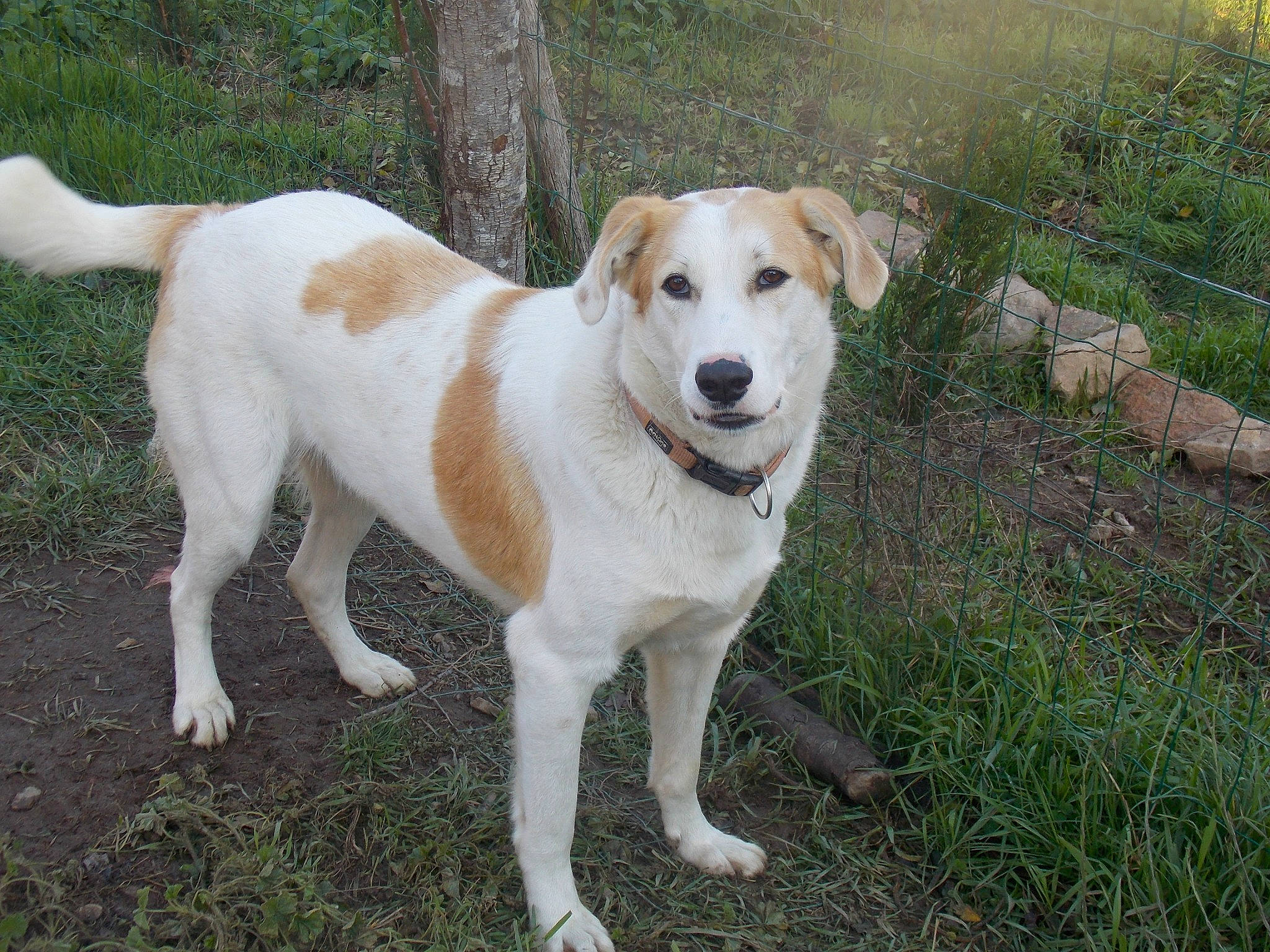 Patch a rejoint le concours — aidez-le/la à gagner de superbes lots ! canaan_dog, carnivoran, companion_dog, dog, dog_breed, dog_breed_group, dog_like_mammal, person, rare_breed_dog, sporting_group, street_dog