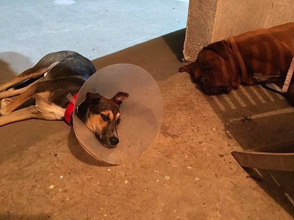 Chance a rejoint le concours — aidez-le/la à gagner de superbes lots ! canidae, carnivore, dog, dog_breed, fawn, floor, mammal, snout, street_dog