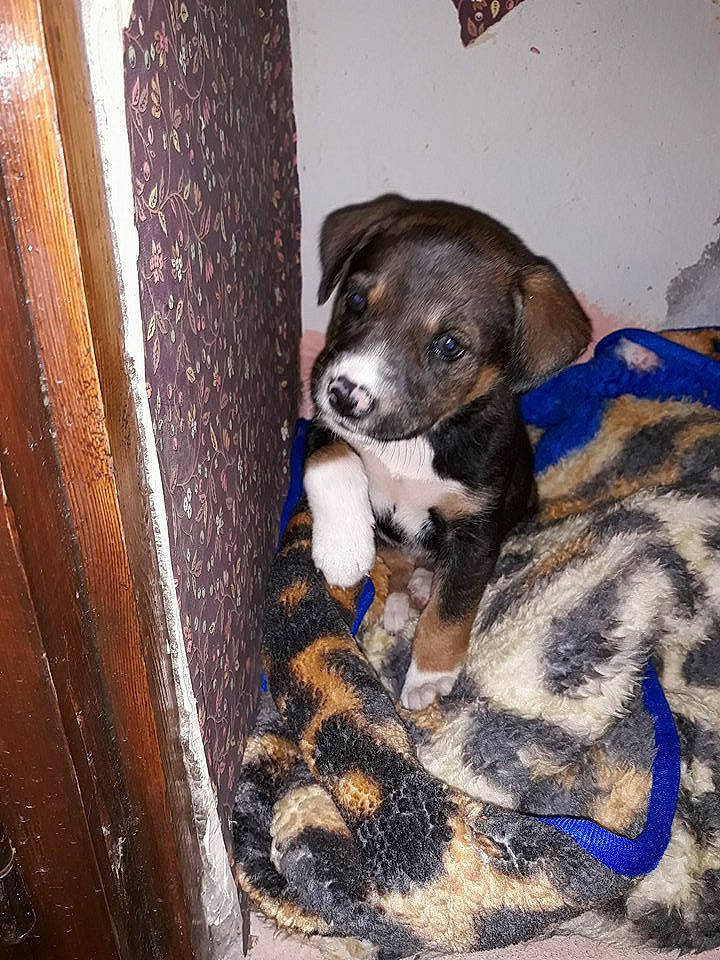 Chance a rejoint le concours — aidez-le/la à gagner de superbes lots ! american_pit_bull_terrier, american_staffordshire_terrier, canidae, carnivore, catahoula_bulldog, dog, dog_breed, fawn, mammal, mountain_cur, non_sporting_group, pit_bull, puppy, snout, sporting_group, staffordshire_bull_terrier, vertebrate