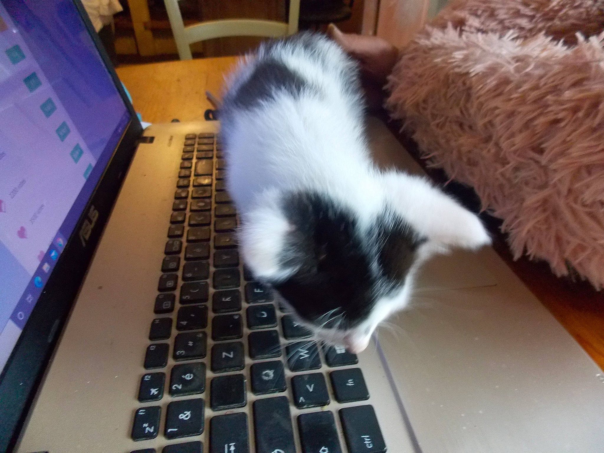 T.d.p participe au concours pour gagner de l'argent avec cette photo : carnivore, cat, felidae, fur, kitten, mammal, norwegian_forest_cat, small_to_medium_sized_cats, tail, technology, whiskers