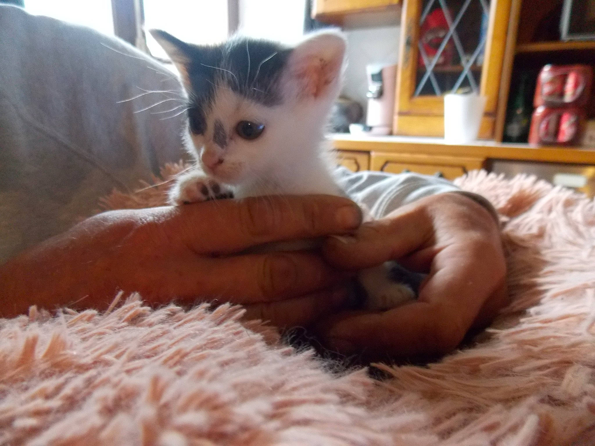 T.d.p a rejoint le concours — aidez-le/la à gagner de superbes lots ! asian, carnivore, cat, colorpoint_shorthair, ear, fawn, felidae, fur, german_rex, kitten, mammal, nose, oriental_longhair, small_to_medium_sized_cats, turkish_van, whiskers