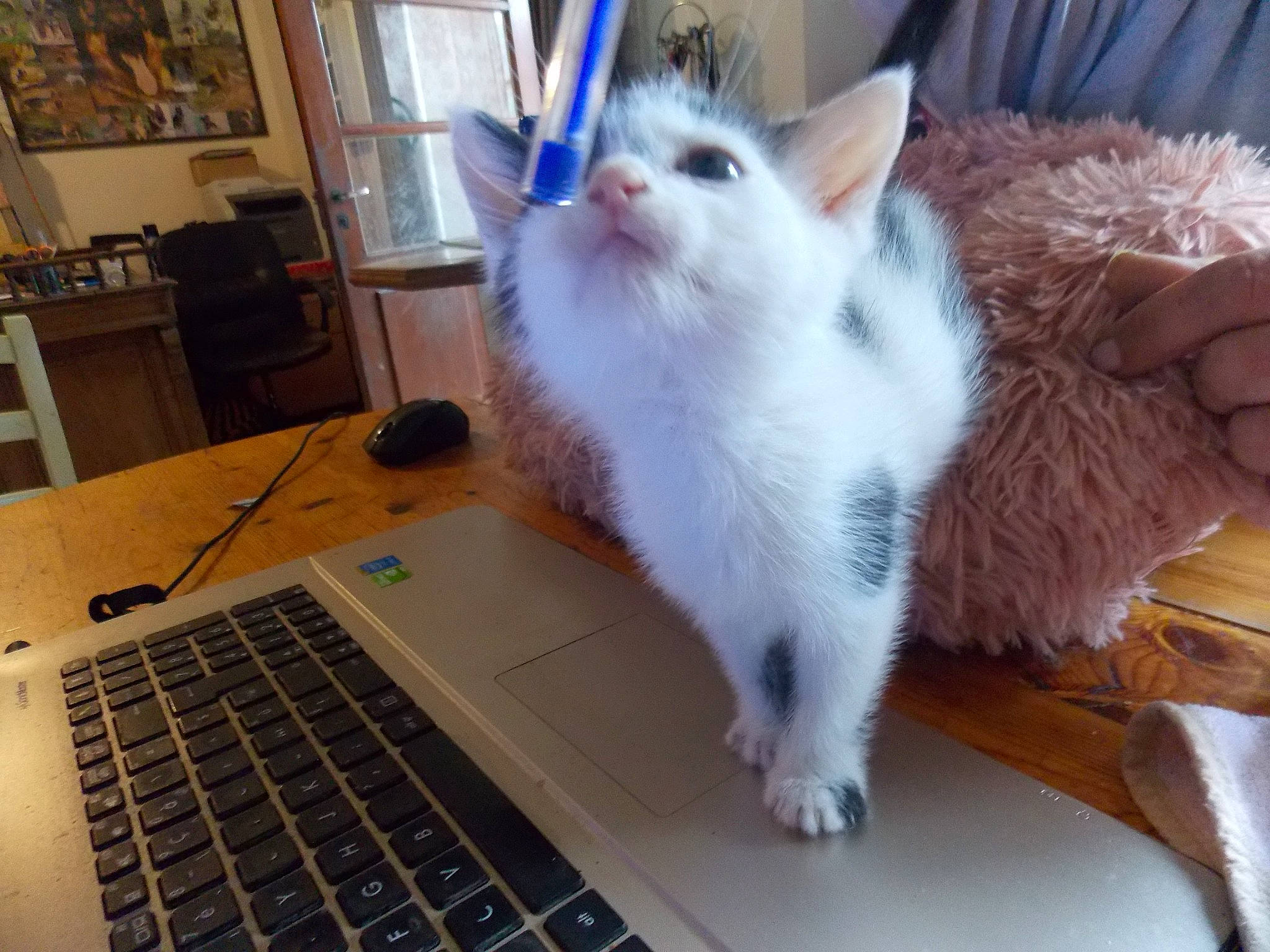 T.d.p participe au concours pour gagner de l'argent avec cette photo : aegean_cat, american_curl, carnivore, cat, domestic_long_haired_cat, domestic_short_haired_cat, european_shorthair, felidae, fur, kitten, mammal, napoleon_cat, ojos_azules, polydactyl_cat, ragamuffin, ragdoll, small_to_medium_sized_cats, turkish_angora, turkish_van, whiskers