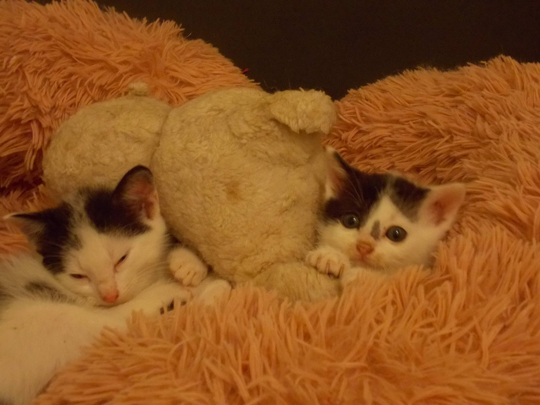 T.d.p a rejoint le concours — aidez-le/la à gagner de superbes lots ! asian, british_semi_longhair, carnivore, cat, domestic_short_haired_cat, european_shorthair, fawn, felidae, fur, kitten, mammal, polydactyl_cat, ragamuffin, ragdoll, selkirk_rex, skin, small_to_medium_sized_cats, turkish_van, vertebrate, whiskers