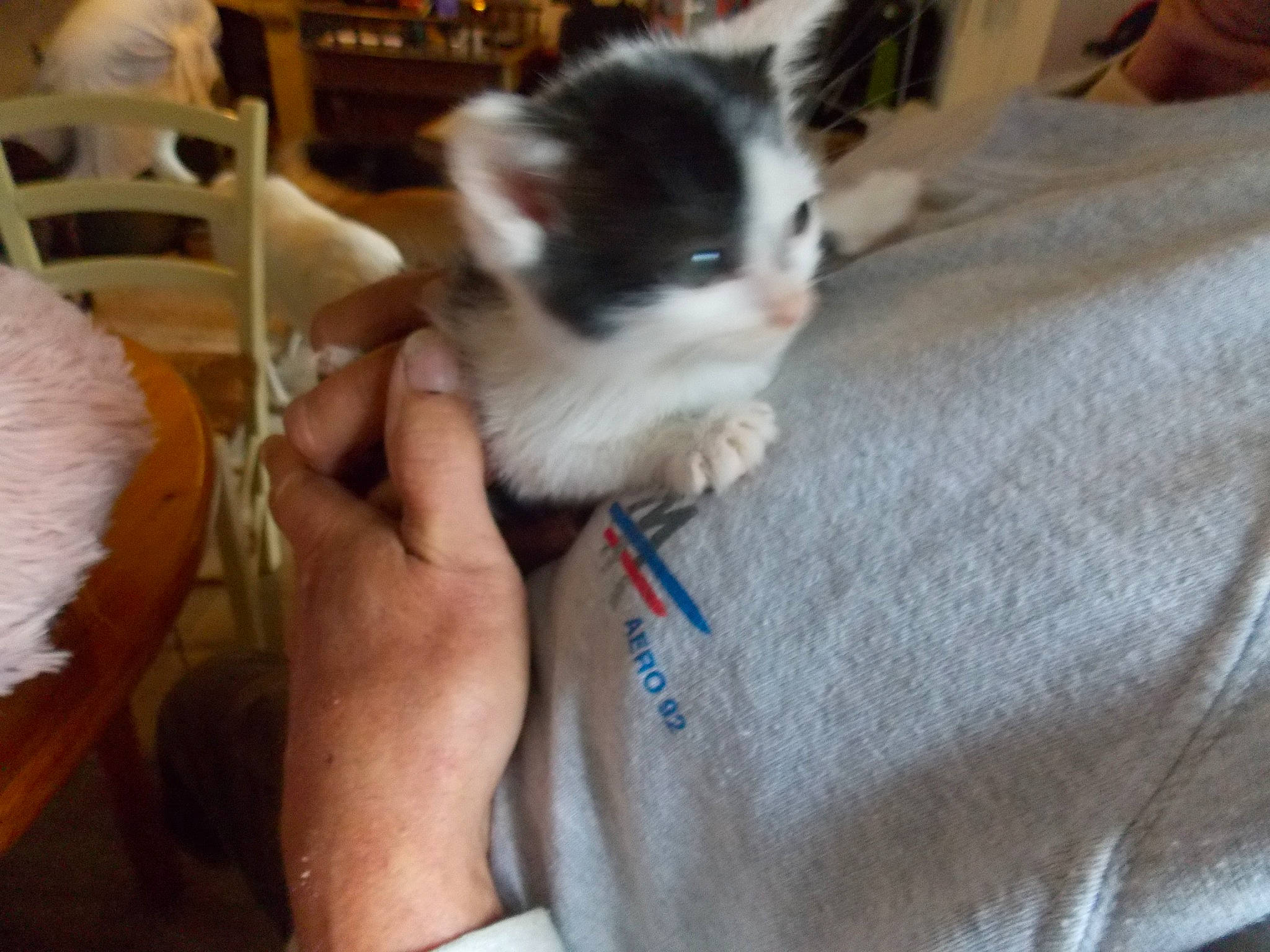 T.d.p participe au concours pour gagner de l'argent avec cette photo : carnivore, cat, ear, felidae, kitten, mammal, ragdoll, small_to_medium_sized_cats, snowshoe, whiskers