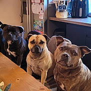 Tyagotucotsukiolaya participe au concours pour gagner de l'argent avec cette photo : apples, bananas, black_dog, brown_dog, chair, curious, dog, domestic, fruit, fruit_bowl, houseplant, indoor, kitchen, natural_light, pets, plant, seated, table, window, wooden_table