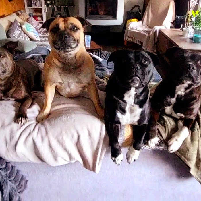 Tyagotucotsukiolaya a rejoint le concours — aidez-le/la à gagner de superbes lots ! black_dog, blanket, brown_dog, canine, couch, cozy, dog, four_animals, furniture, home, houseplant, indoor, living_room, pet, pillows, relaxation, resting, table, white_markings, window