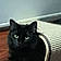 Ozzie