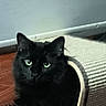 Ozzie joined the competition — help win amazing prizes! black_cat, cat, green_eyes, feline, pet, animal, sitting, indoor, wooden_floor, door, scratching_pad, furniture, long_fur, portrait, looking_at_camera, dark_fur, whiskers, ears, home, photography