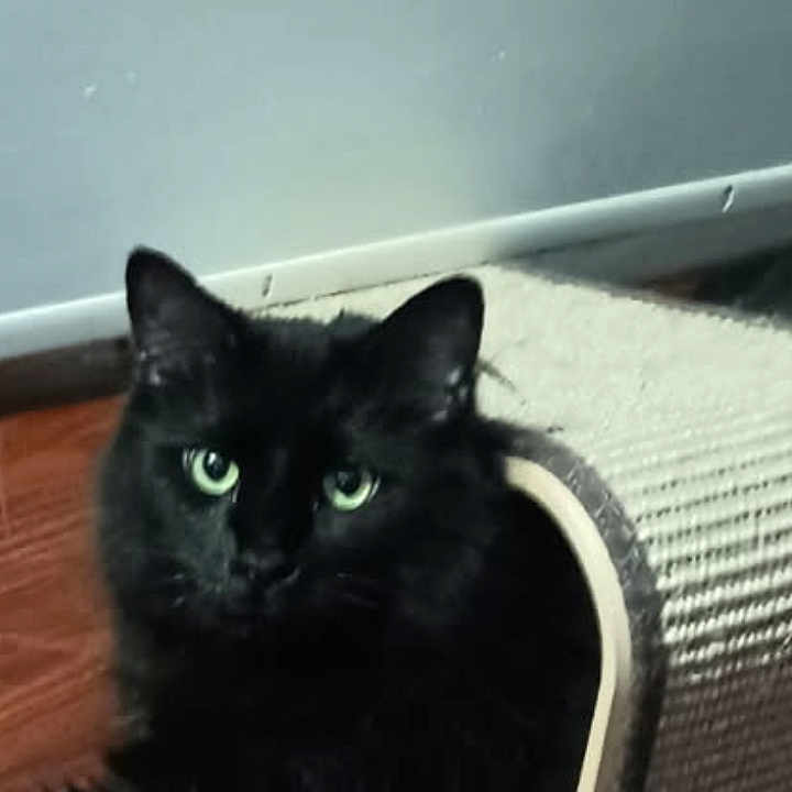 Ozzie