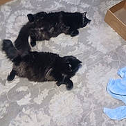 Ozzie is registered to the contest to win money with this photo: cats, black_cats, pets, felines, fluffy, fur, lying_down, lounging, indoor, rug, patterned_rug, home, cardboard_boxes, chair, blue_fabric, relaxed, cute, animal_photography, top_down_view, companions