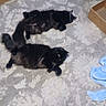 cats, black_cats, pets, felines, fluffy, fur, lying_down, lounging, indoor, rug, patterned_rug, home, cardboard_boxes, chair, blue_fabric, relaxed, cute, animal_photography, top_down_view, companions
