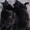Ozzie is registered to the contest to win money with this photo: cat, cats, black_cat, long_hair, fluffy, feline, pet, animal, indoor, carpet, floor, lying_down, sitting, side_by_side, green_eyes, ears, whiskers, tail, fur, portrait