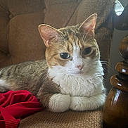 Kitty Kitty joined the competition — help win amazing prizes! animal, brown_chair, cat, chair, closeup, cozy, curious, cute, domestic_cat, feline, fur, indoor, pet, red_cloth, relaxed, resting, seated, tabby_cat, whiskers, white_paws