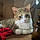 Kitty Kitty