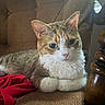 animal, brown_chair, cat, chair, closeup, cozy, curious, cute, domestic_cat, feline, fur, indoor, pet, red_cloth, relaxed, resting, seated, tabby_cat, whiskers, white_paws