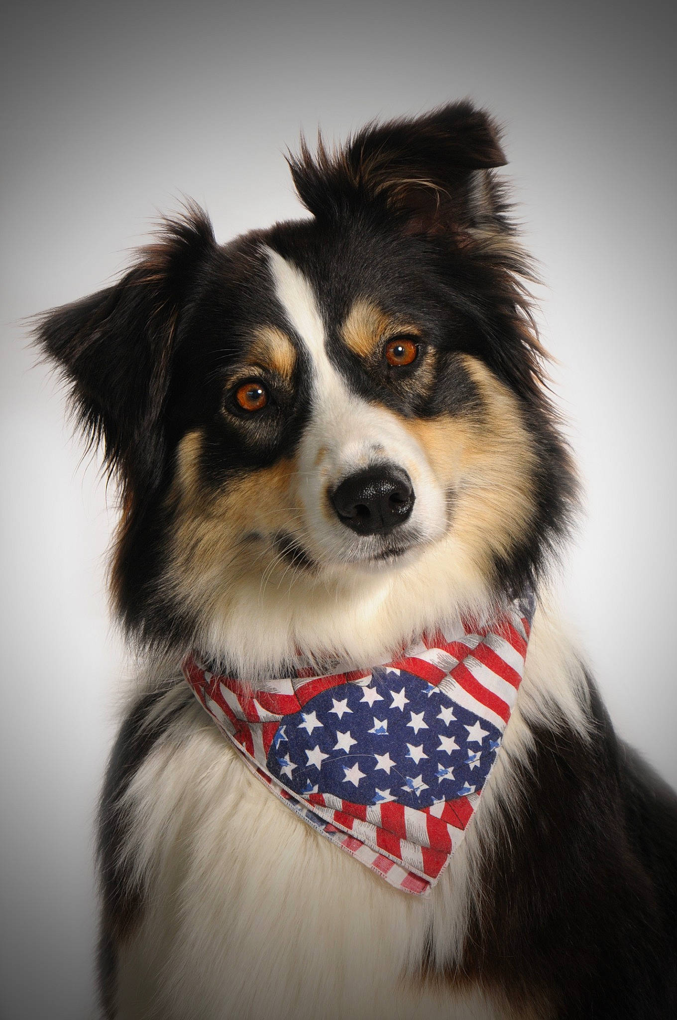 Laïla participe au concours pour gagner de l'argent avec cette photo : ancient_dog_breeds, canidae, carnivore, collar, companion_dog, dog, dog_breed, dog_supply, electric_blue, fur, herding_dog, snout, sporting_group, terrestrial_animal, whiskers, working_animal, working_dog