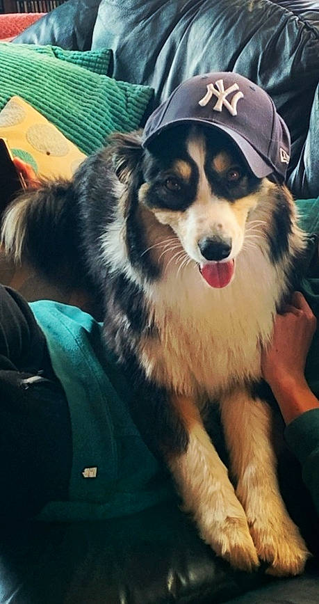 Laïla a rejoint le concours — aidez-le/la à gagner de superbes lots ! canidae, carnivore, cloud, collar, companion_dog, dog, dog_breed, fashion_accessory, foot, fur, happy, herding_dog, metal, paw, sky, snout, sporting_group, square, working_dog