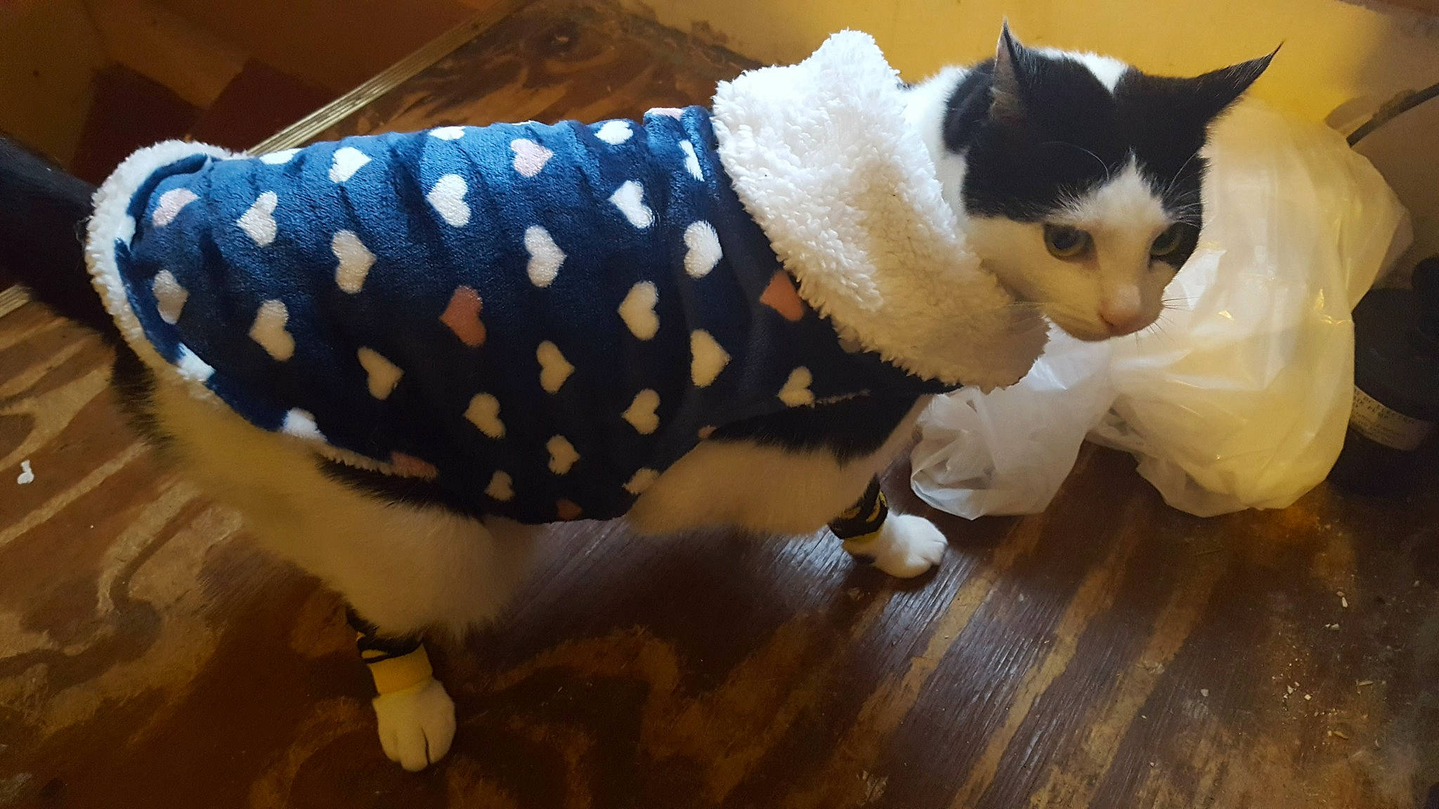 Oreo joined the competition — help win amazing prizes! animal_figure, art, carnivore, cat, companion_dog, fawn, felidae, flooring, foot, fur, hardwood, pattern, small_to_medium_sized_cats, snout, stuffed_toy, tail, toy, whiskers, white, wood