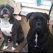 Bailey Boy And Mabel is registered to the contest to win money with this photo: animal, bostonbull, boxer, bulldog, canine, cup, dog, frenchbulldog, labradorretriever, newfoundland, pet, pitbull, pug, puppy, snout