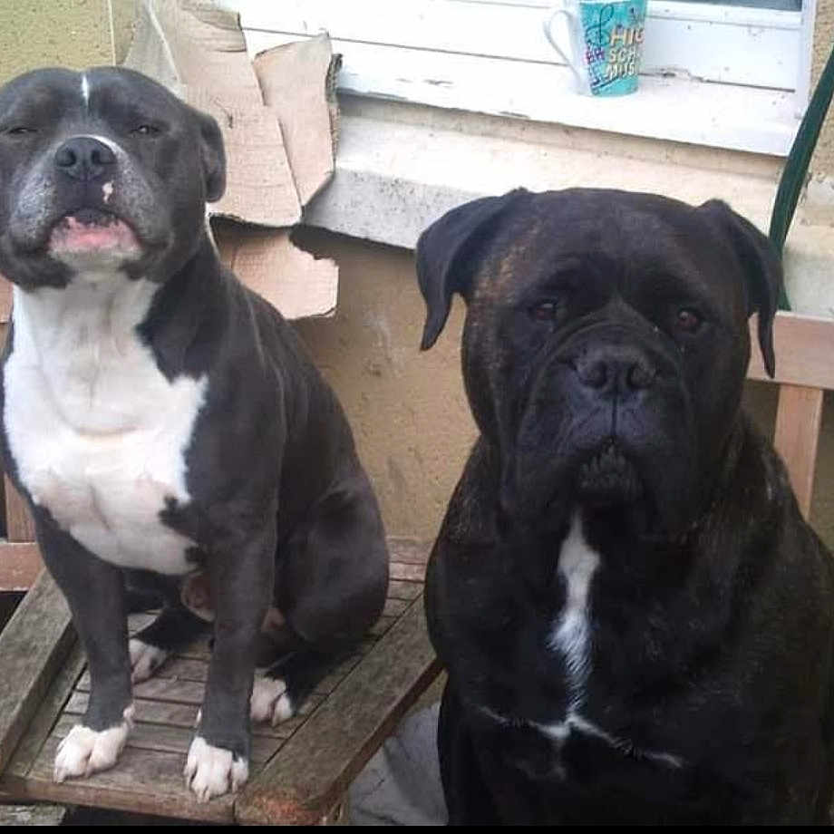 Bailey Boy And Mabel