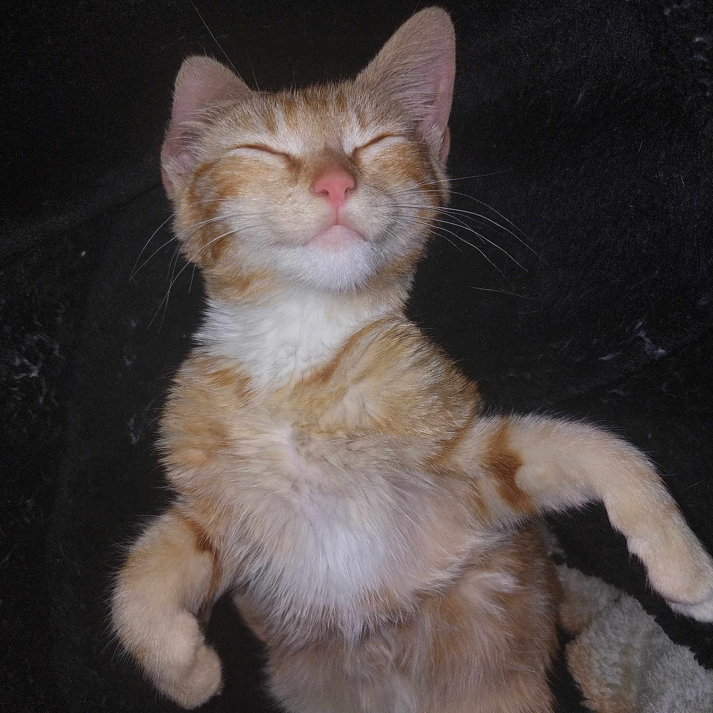 Stevie joined the competition — help win amazing prizes! animal, blanket, cat, closeup, cozy, cute, feline, fur, indoor, kitten, orange, pet, portrait, relaxed, resting, sleeping, small, soft, whiskers, white