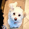 dog, white_dog, fluffy, pet, indoor, floor, cardboard, tile, curious, looking_up, ears, collar, animal, companion, cute, small_dog, face, fur, domestic, friendly