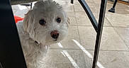 Luna is registered to the contest to win money with this photo: animal, chair_leg, closeup, companion, curious, cute, dog, domestic, floor, fur, home, indoor, looking, nose, pet, shadow, small_dog, tile_floor, under_chair, white_dog