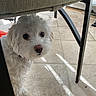 Luna is registered to the contest to win money with this photo: dog, white_dog, small_dog, curious, under_chair, floor, tile_floor, indoor, pet, fur, cute, animal, looking, shadow, chair_leg, home, domestic, companion, closeup, nose