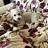 dog, white_dog, fluffy, pet, couch, blanket, floral_pattern, indoor, cozy, relaxed, fur, cute, animal, home, comfort, resting, small_dog, curious_eyes, living_room, soft_texture