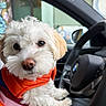 Luna joined the competition — help win amazing prizes! dog, white_dog, fluffy_dog, pet, car_interior, steering_wheel, orange_jacket, cute, curious, paws, closeup, indoors, seat, window, reflection, human_hand, dashboard, vehicle, companion, animal