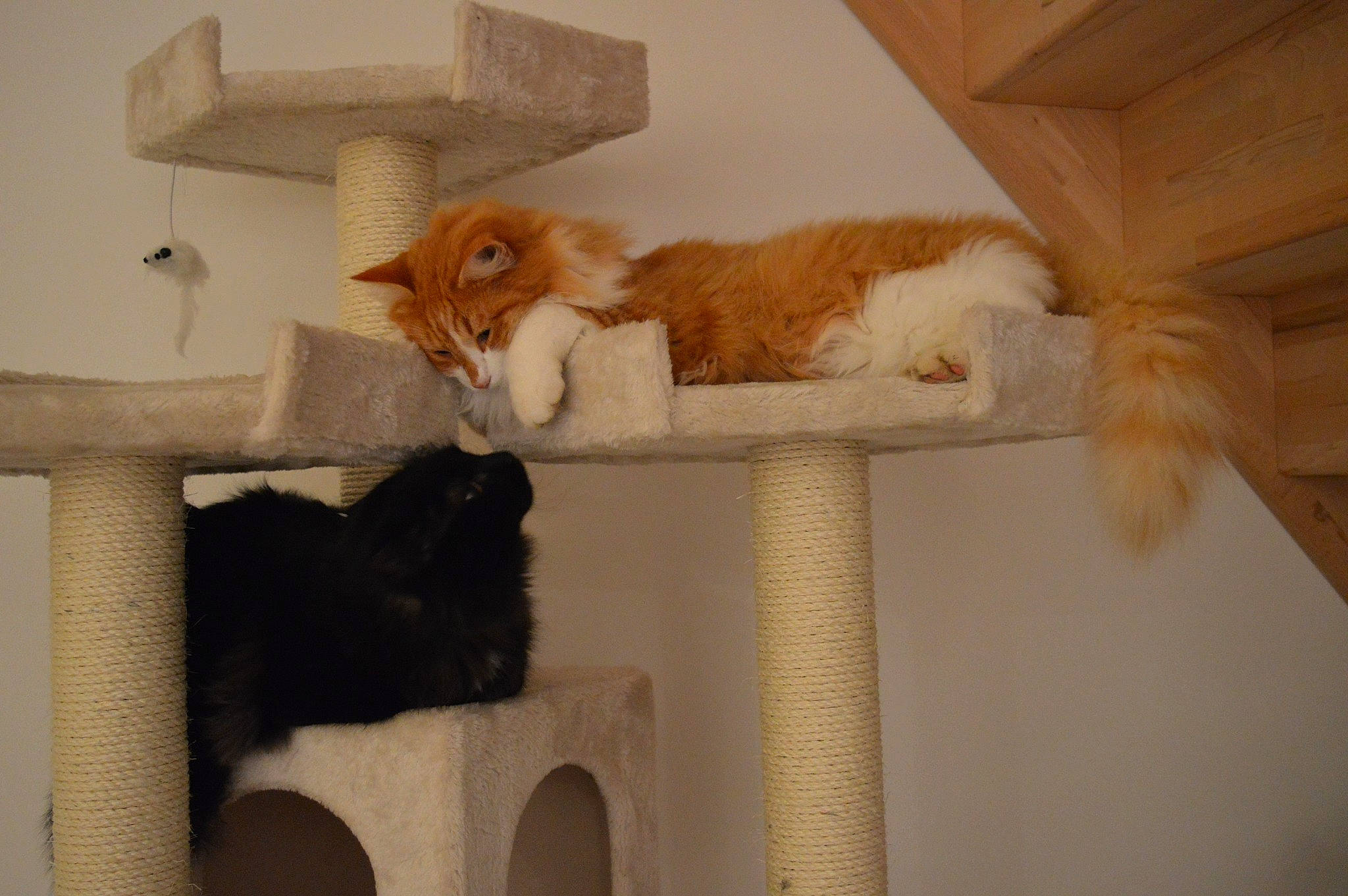 Pépito participe au concours pour gagner de l'argent avec cette photo : carnivore, cat, cat_furniture, cat_supply, fawn, felidae, fur, pet_supply, small_to_medium_sized_cats, tail, terrestrial_animal, vertebrate, whiskers