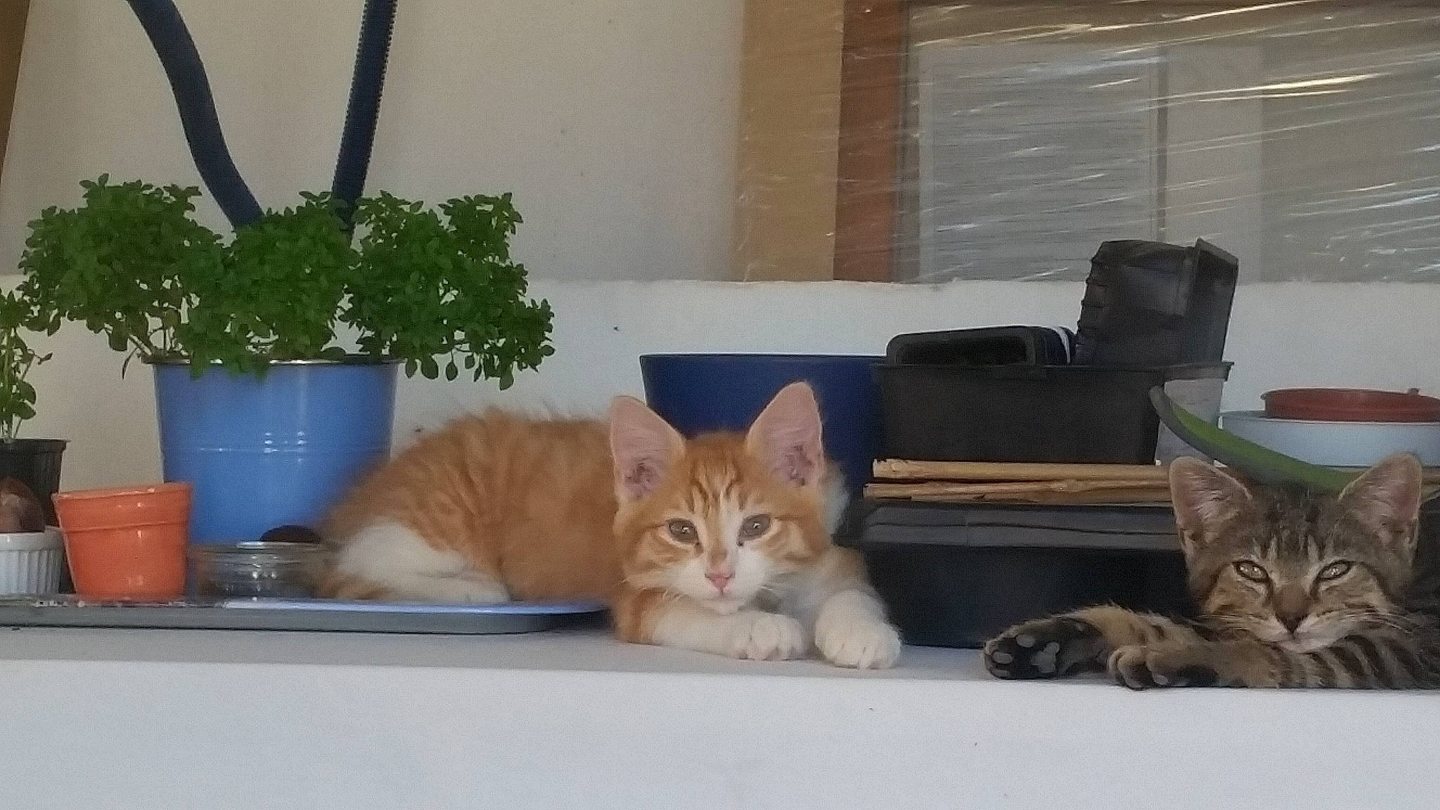 Pépito a rejoint le concours — aidez-le/la à gagner de superbes lots ! carnivore, cat, domestic_short_haired_cat, felidae, flowerpot, fur, home, houseplant, interior_design, small_to_medium_sized_cats, tabby_cat, vertebrate, whiskers