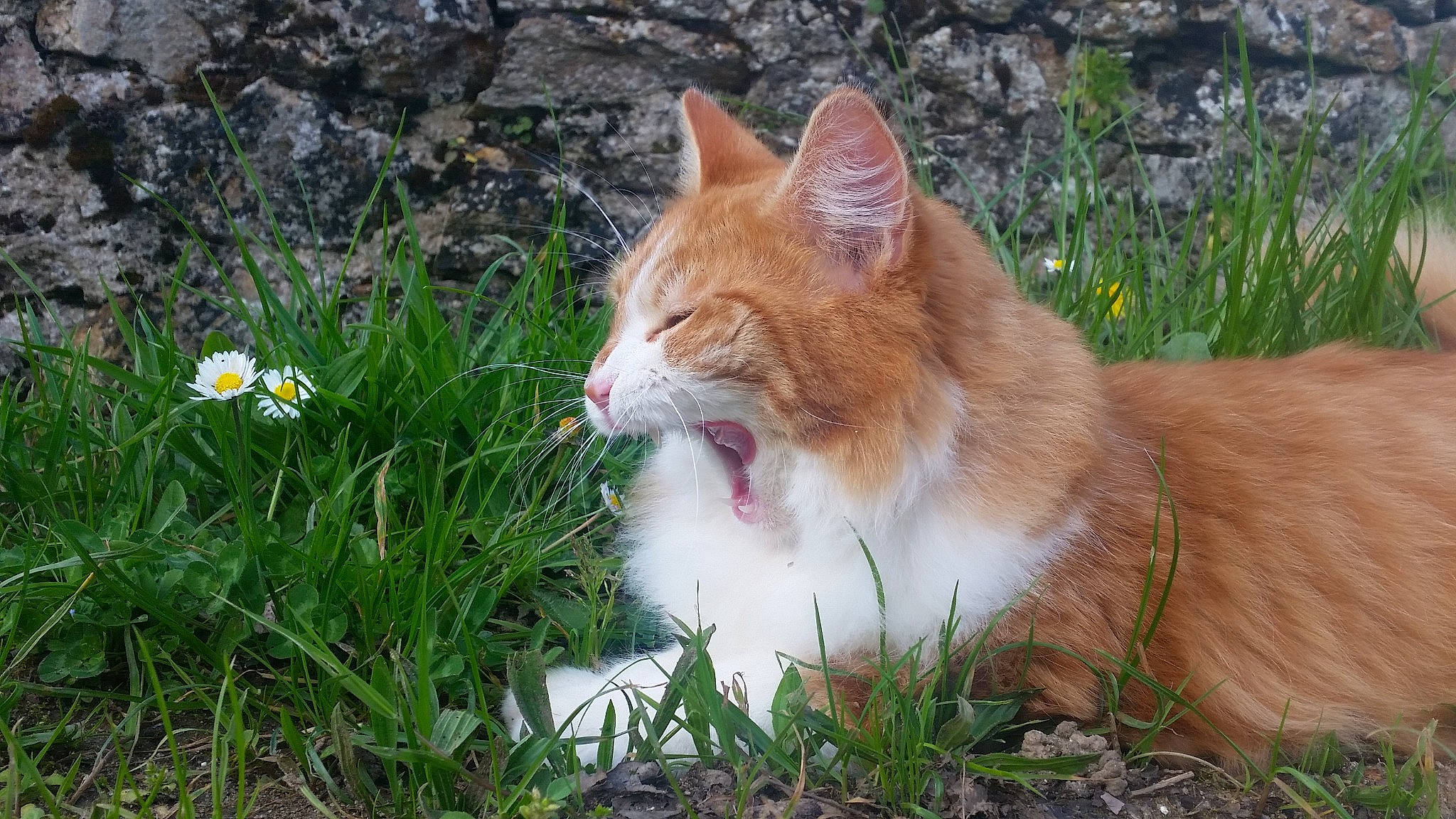 Pépito a rejoint le concours — aidez-le/la à gagner de superbes lots ! carnivore, cat, chamaemelum_nobile, facial_expression, fawn, felidae, fur, grass, grass_family, groundcover, liver, mammal, organism, small_to_medium_sized_cats, terrestrial_animal, tongue, tooth, vertebrate, whiskers, wildflower