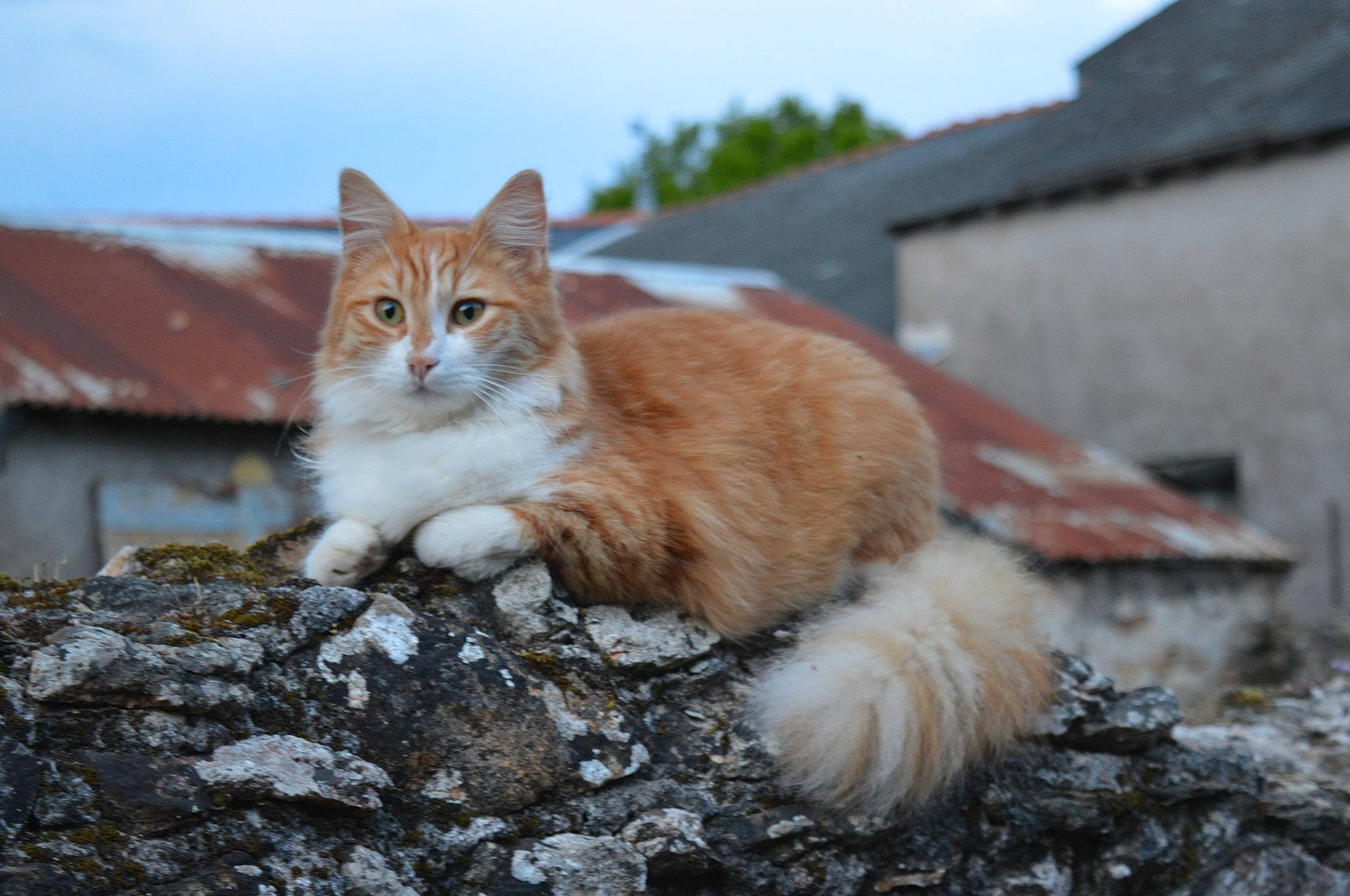 Pépito participe au concours pour gagner de l'argent avec cette photo : carnivore, cat, cottage, fawn, felidae, fur, organism, roof, small_to_medium_sized_cats, snout, tail, village, whiskers