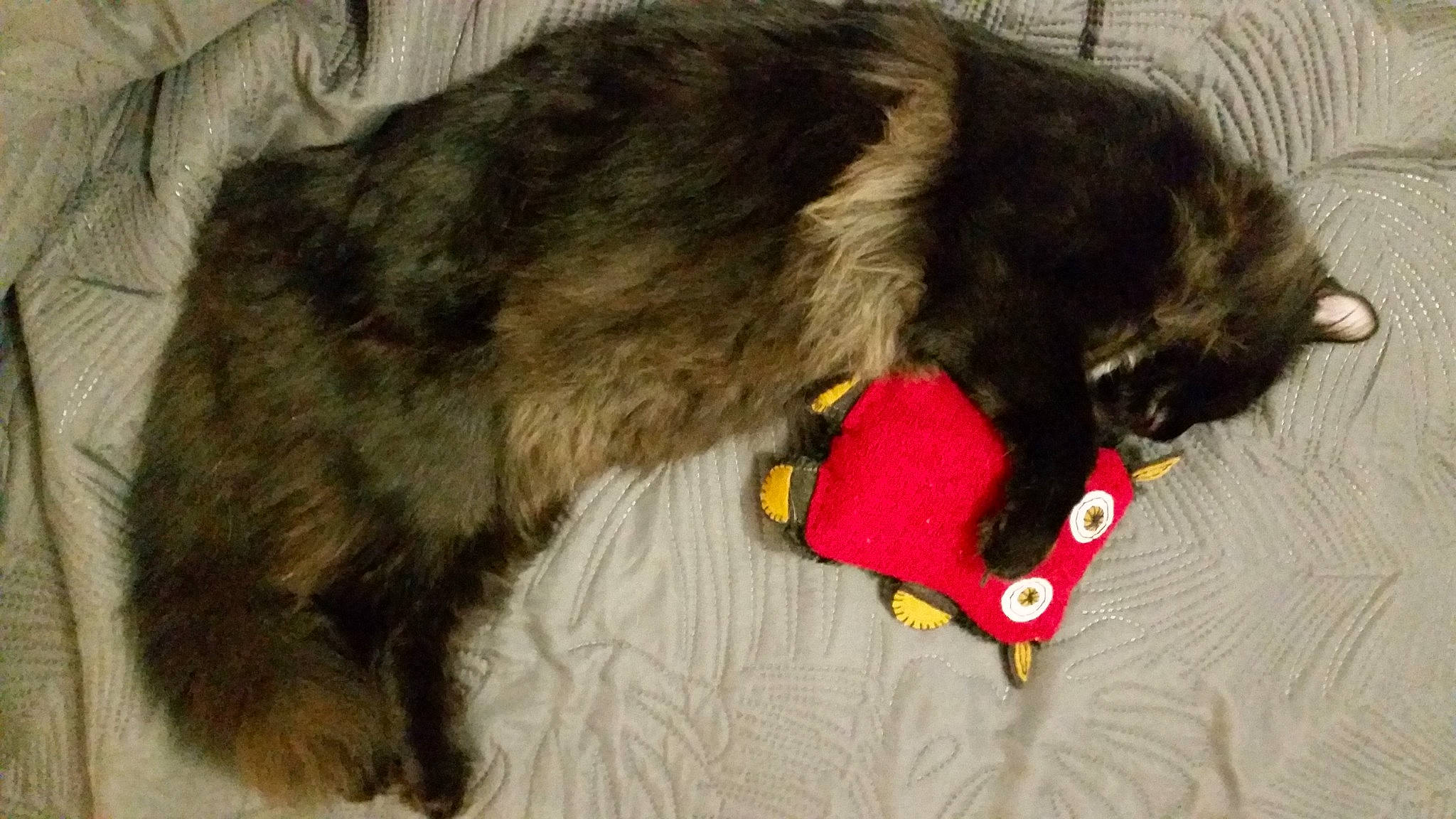 Pantéra participe au concours pour gagner de l'argent avec cette photo : canidae, carnivore, collar, companion_dog, dog, dog_breed, dog_collar, dog_supply, fur, leash, liver, pet_supply, snout, sporting_group, strap, tail, vertebrate, working_animal, working_dog