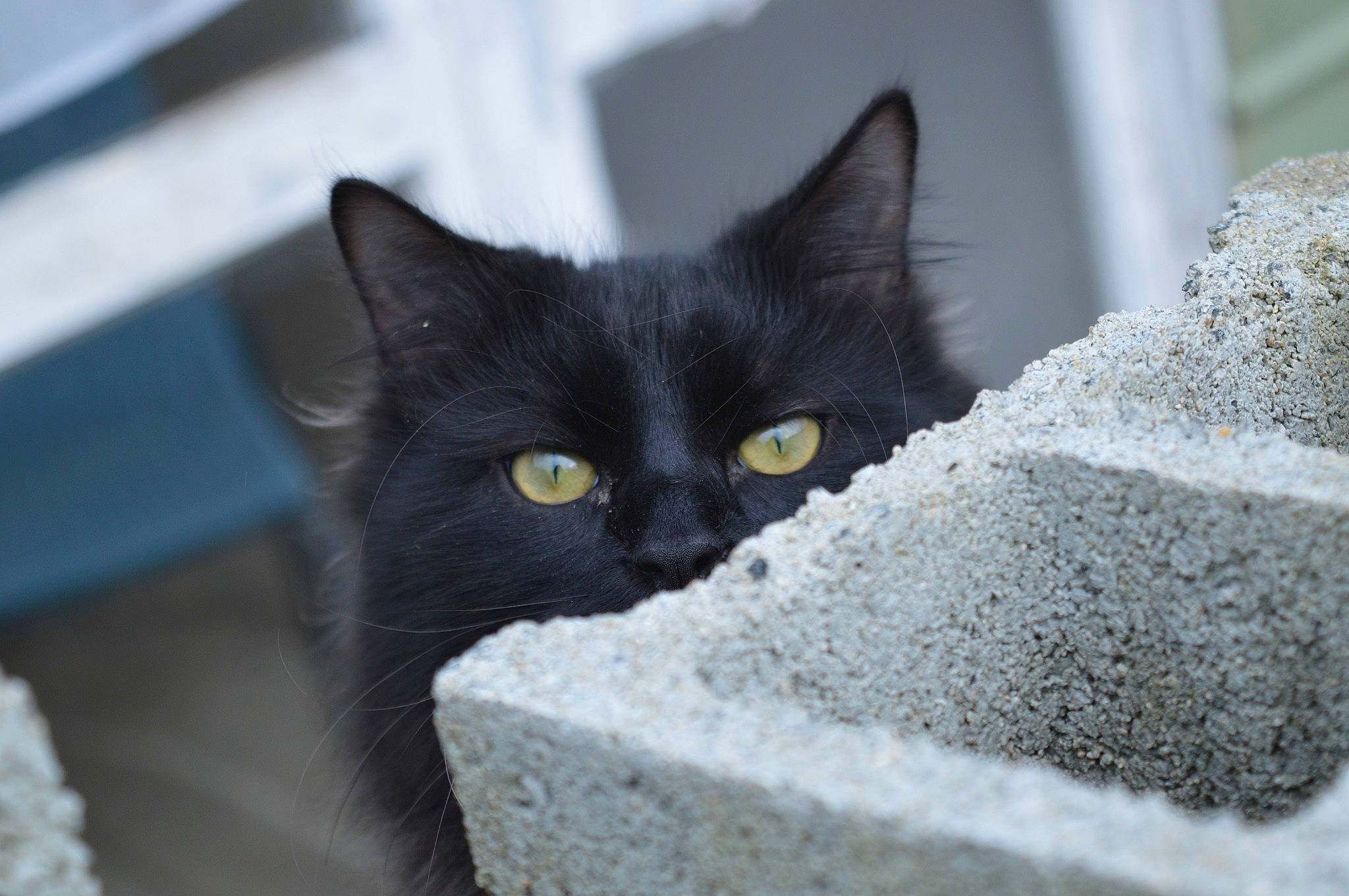 Pantéra participe au concours pour gagner de l'argent avec cette photo : black, black_cat, carnivore, cat, domestic_short_haired_cat, felidae, grey, pet_supply, small_to_medium_sized_cats, snout, terrestrial_animal, whiskers