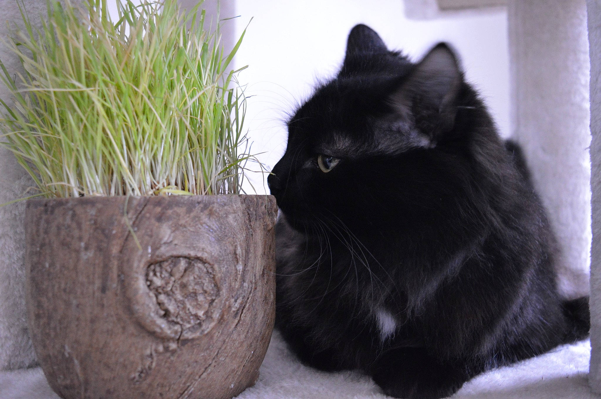 Pantéra participe au concours pour gagner de l'argent avec cette photo : black_cat, carnivore, cat, felidae, flowerpot, fur, grass_family, herb, houseplant, pet_supply, sedge_family, small_to_medium_sized_cats, snout, vertebrate, whiskers