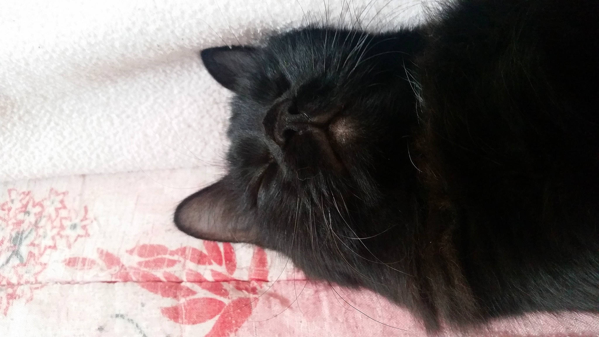 Pantéra participe au concours pour gagner de l'argent avec cette photo : black_cat, carnivore, cat, close_up, comfort, felidae, fur, small_to_medium_sized_cats, snout, terrestrial_animal, vertebrate, whiskers