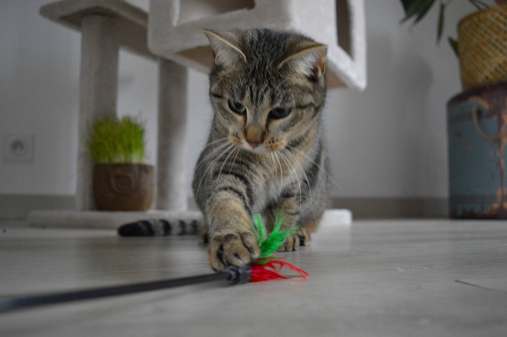 Goonie a rejoint le concours — aidez-le/la à gagner de superbes lots ! carnivore, cat, claw, domestic_short_haired_cat, felidae, floor, flooring, flowerpot, houseplant, pet_supply, small_to_medium_sized_cats, snout, tabby_cat, whiskers