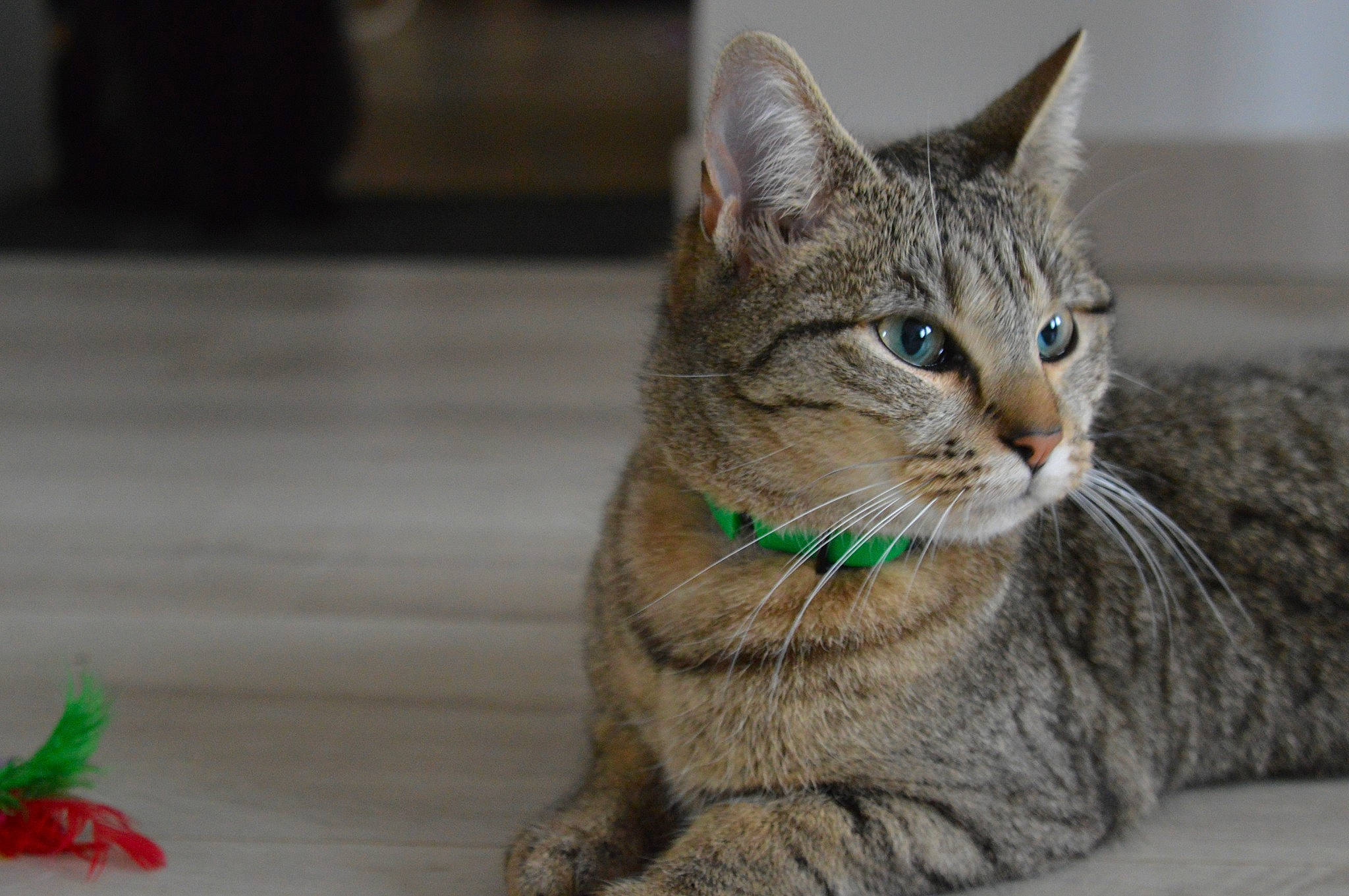 Goonie a rejoint le concours — aidez-le/la à gagner de superbes lots ! carnivore, cat, claw, coquelicot, domestic_short_haired_cat, fawn, felidae, fur, iris, pet_supply, small_to_medium_sized_cats, snout, tabby_cat, tail, terrestrial_animal, vertebrate, whiskers