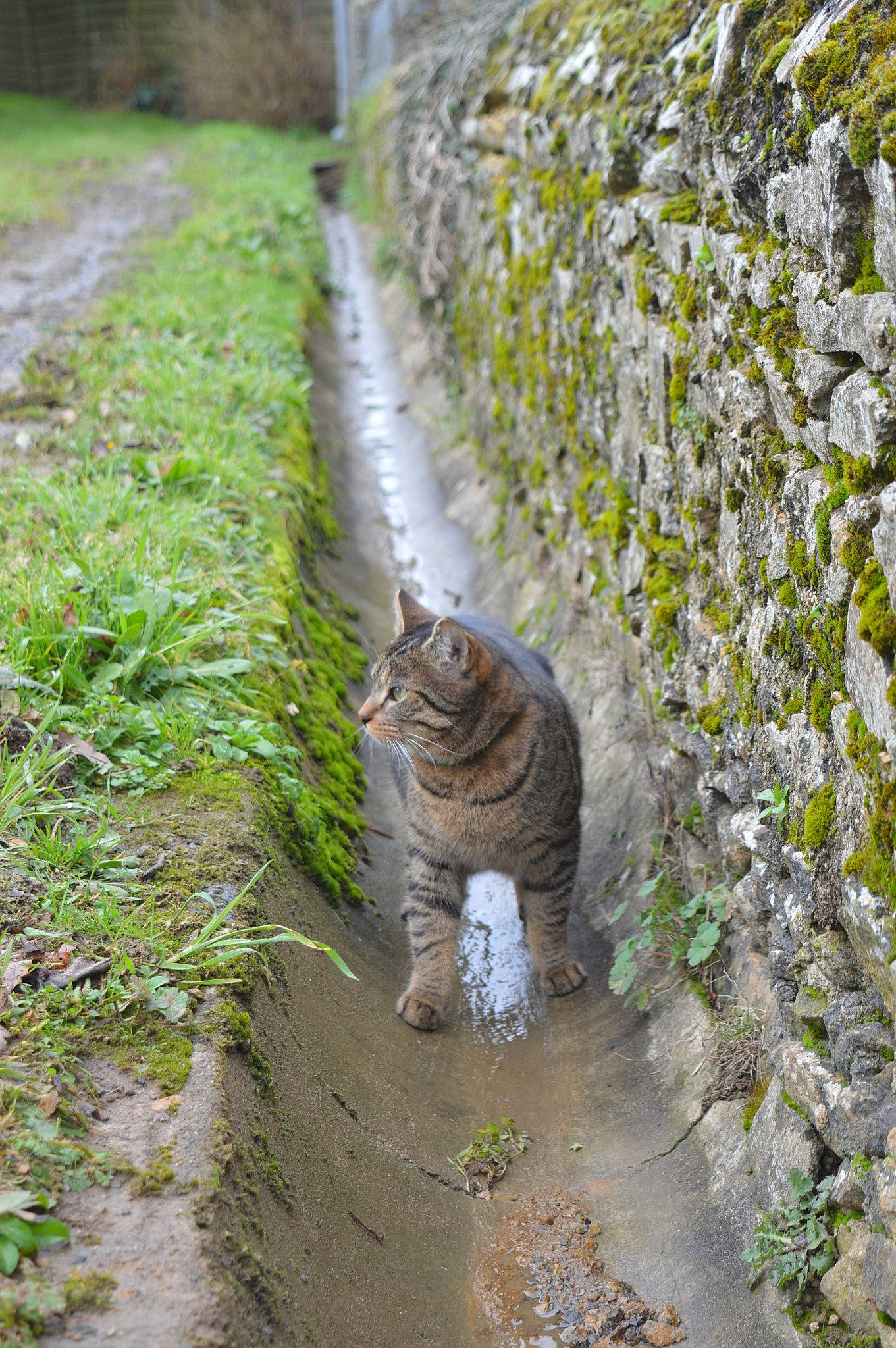 Guizmo a rejoint le concours — aidez-le/la à gagner de superbes lots ! california_spangled, carnivore, cat, domestic_short_haired_cat, felidae, fur, grey, groundcover, lynx, moss, non_vascular_land_plant, organism, small_to_medium_sized_cats, snout, stone_wall, tabby_cat, tail, terrestrial_animal, whiskers, wild_cat