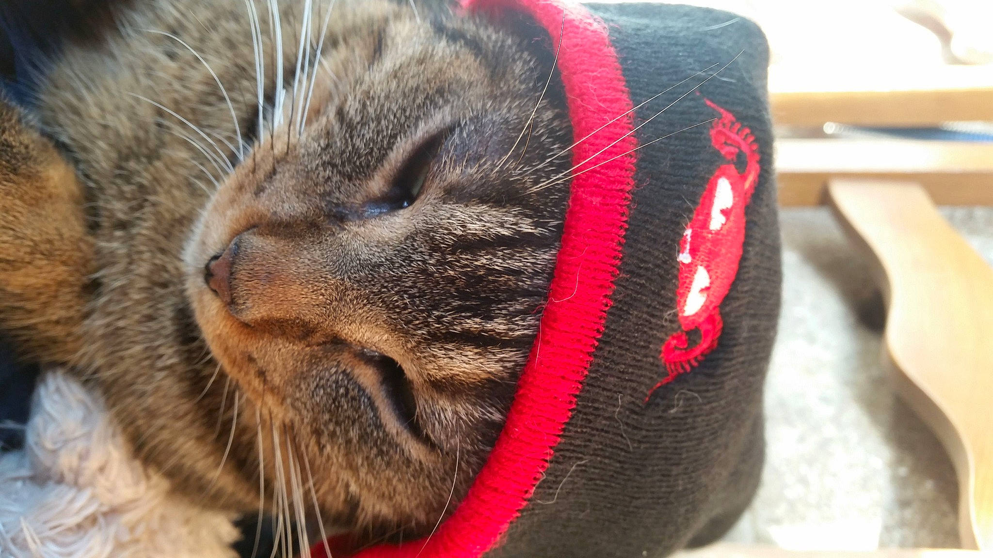 Guizmo participe au concours pour gagner de l'argent avec cette photo : carmine, carnivore, cat, close_up, collar, domestic_short_haired_cat, felidae, fur, photography, red, small_to_medium_sized_cats, snout, tabby_cat, terrestrial_animal, vertebrate, whiskers