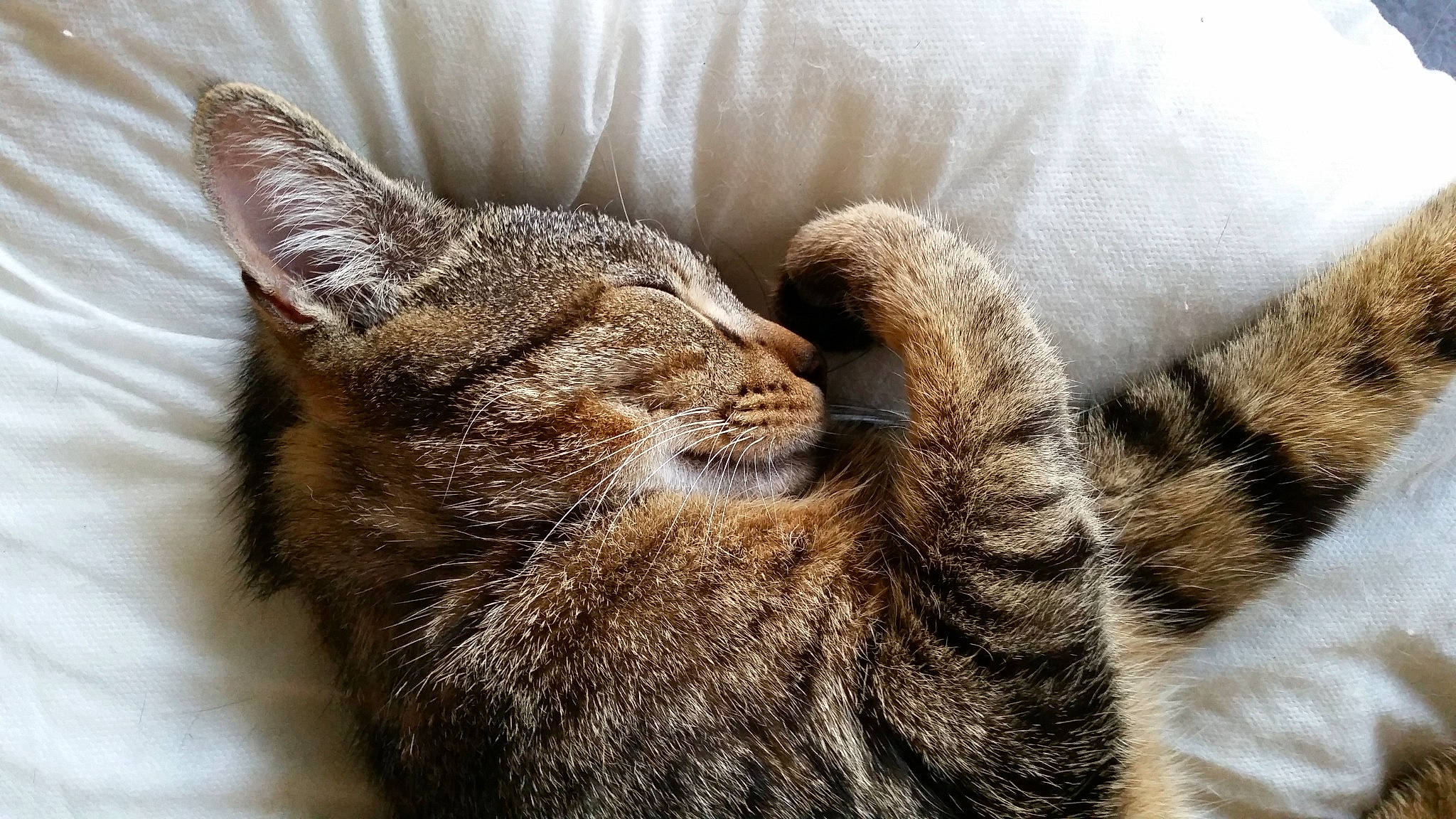 Guizmo participe au concours pour gagner de l'argent avec cette photo : carnivore, cat, close_up, comfort, domestic_short_haired_cat, felidae, fur, small_to_medium_sized_cats, snout, tabby_cat, vertebrate, whiskers