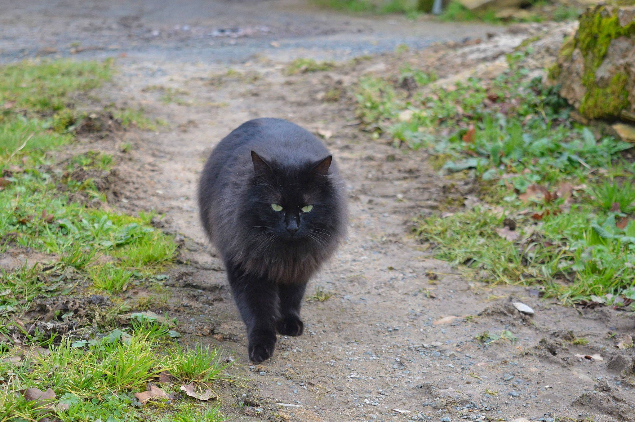 Izia participe au concours pour gagner de l'argent avec cette photo : asian_semi_longhair, black_cat, carnivore, cat, domestic_long_haired_cat, felidae, fur, groundcover, mammal, nebelung, organism, small_to_medium_sized_cats, snout, soil, tail, terrestrial_animal, whiskers
