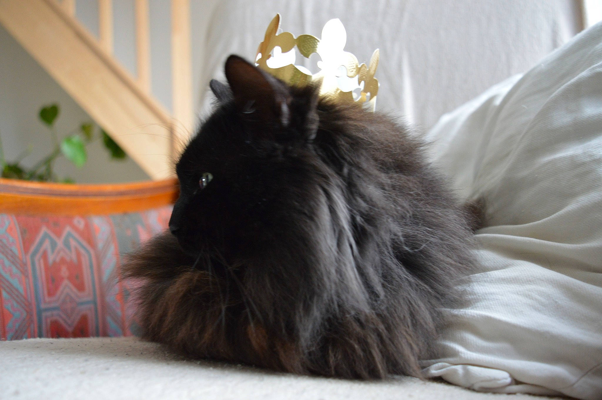 Izia a rejoint le concours — aidez-le/la à gagner de superbes lots ! fawn, flowerpot, fur, grey, houseplant, insect, rabbit, rabbits_and_hares, whiskers