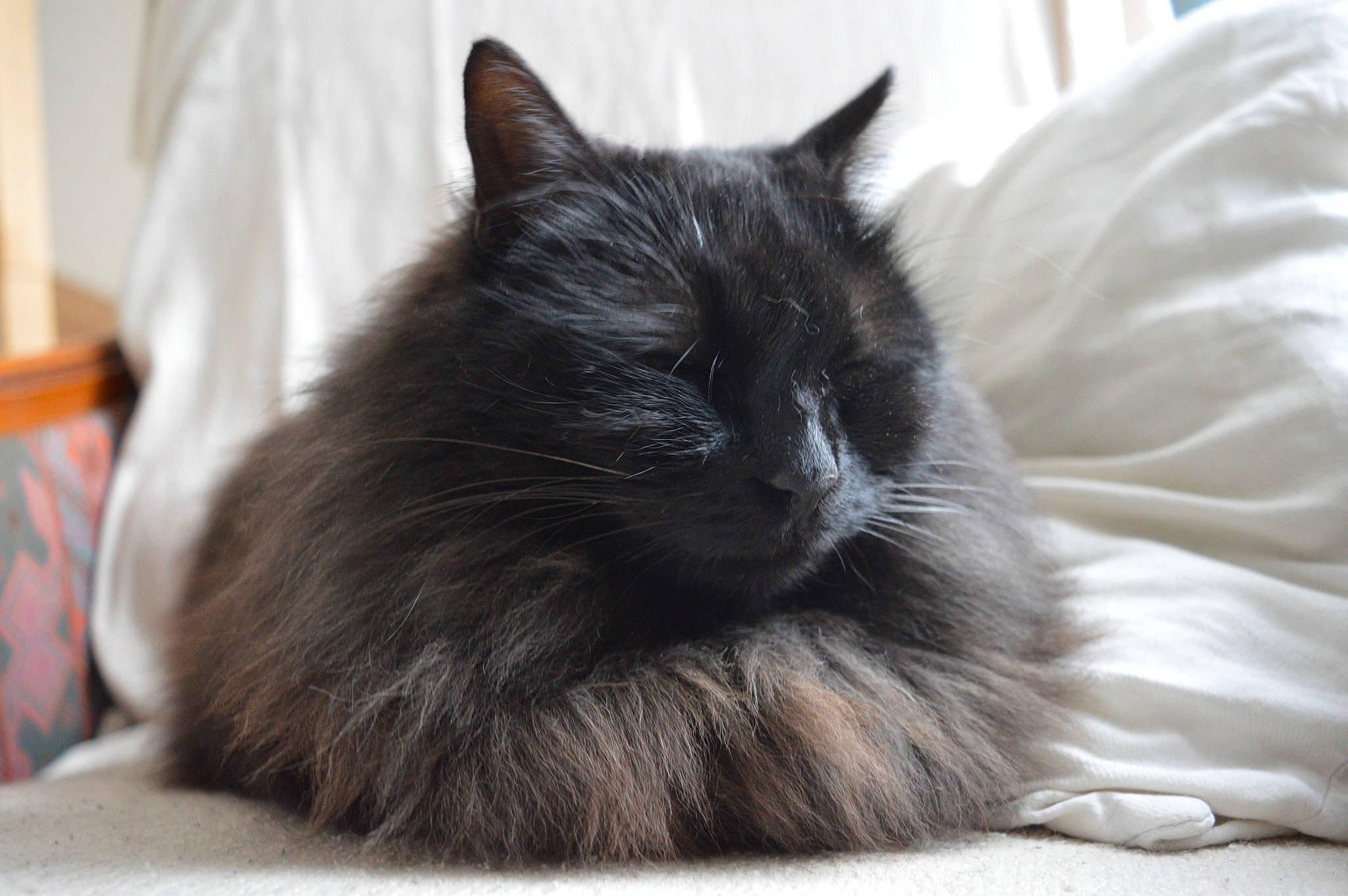 Izia participe au concours pour gagner de l'argent avec cette photo : black_cat, carnivore, cat, comfort, domestic_long_haired_cat, felidae, fur, linens, small_to_medium_sized_cats, snout, whiskers