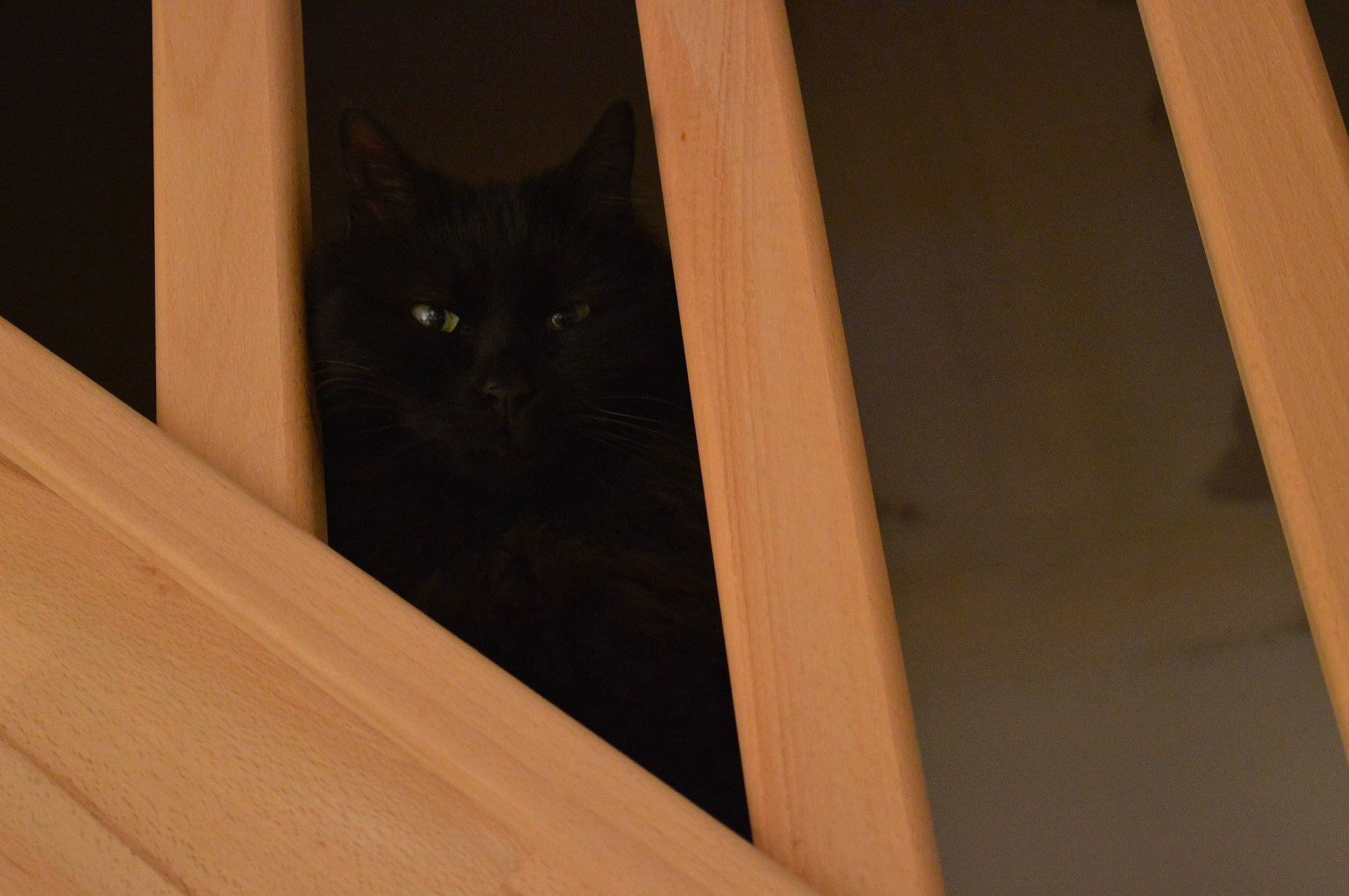 Izia a rejoint le concours — aidez-le/la à gagner de superbes lots ! black_cat, carnivore, cat, felidae, hardwood, lumber, plank, plywood, small_to_medium_sized_cats, snout, whiskers, wood, wood_stain